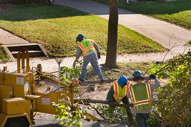 Best Tree Fertilization Services  in USA